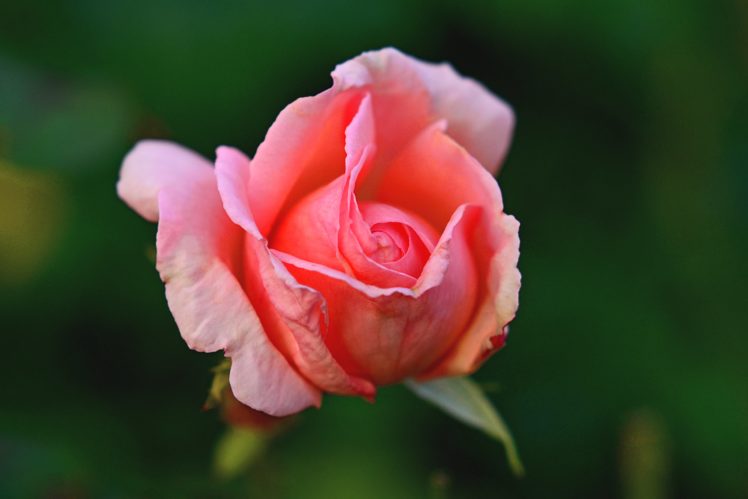macro, Flower, Bloom, Rose HD Wallpaper Desktop Background