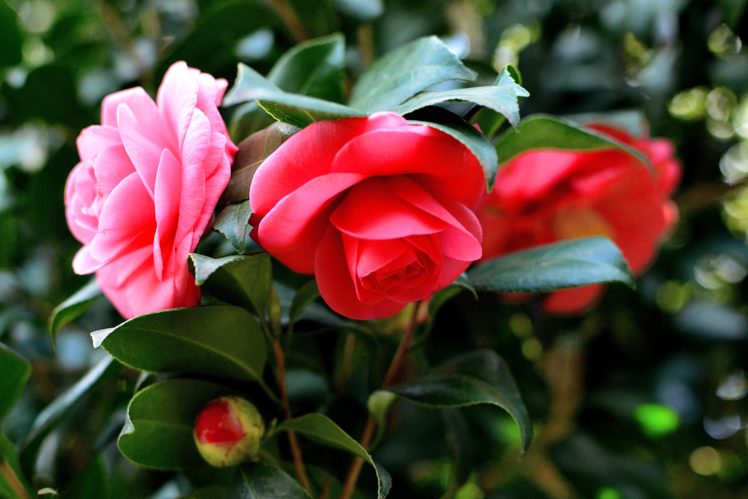 macro, Spring, Bloom, Flower, Camellia HD Wallpaper Desktop Background