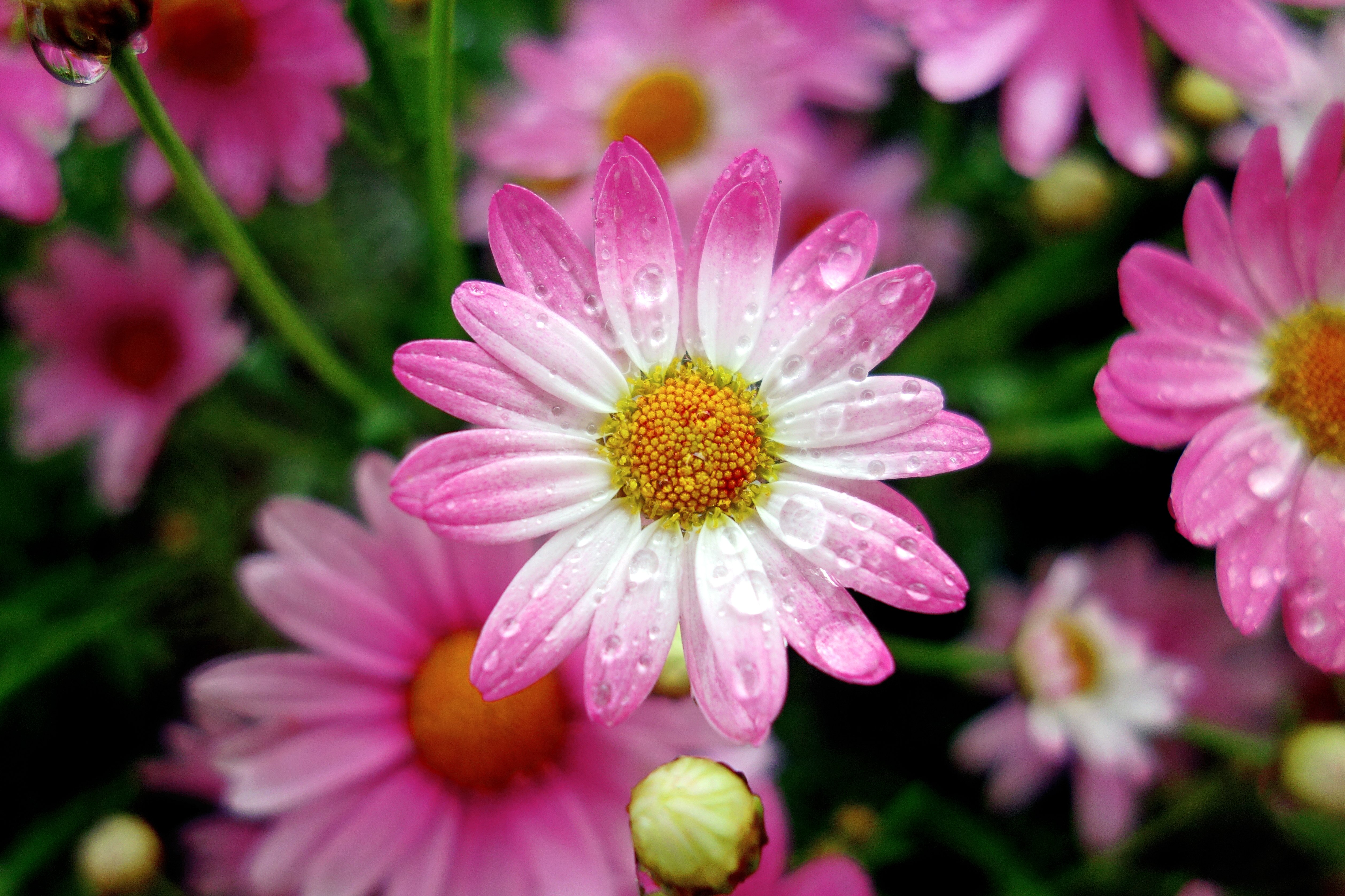 marguerite, Raindrop, Bokeh, Macro, Marguerite, Daisy, Flower, Drops Wallpaper