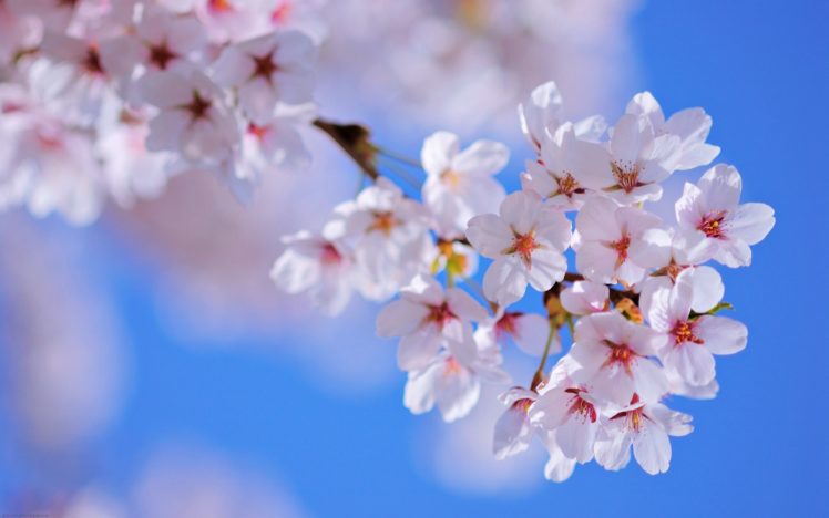 nature, Sunny, Spring, Flower, Tree, Blossom HD Wallpaper Desktop Background