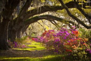 outh, Carolina, Azalea, Flower, Landscape, Charleston, Magnolia, Plantation, Magnolia