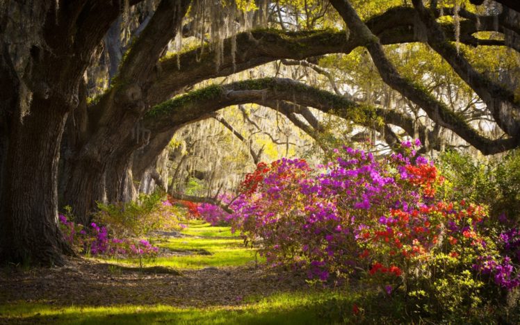 outh, Carolina, Azalea, Flower, Landscape, Charleston, Magnolia, Plantation, Magnolia HD Wallpaper Desktop Background