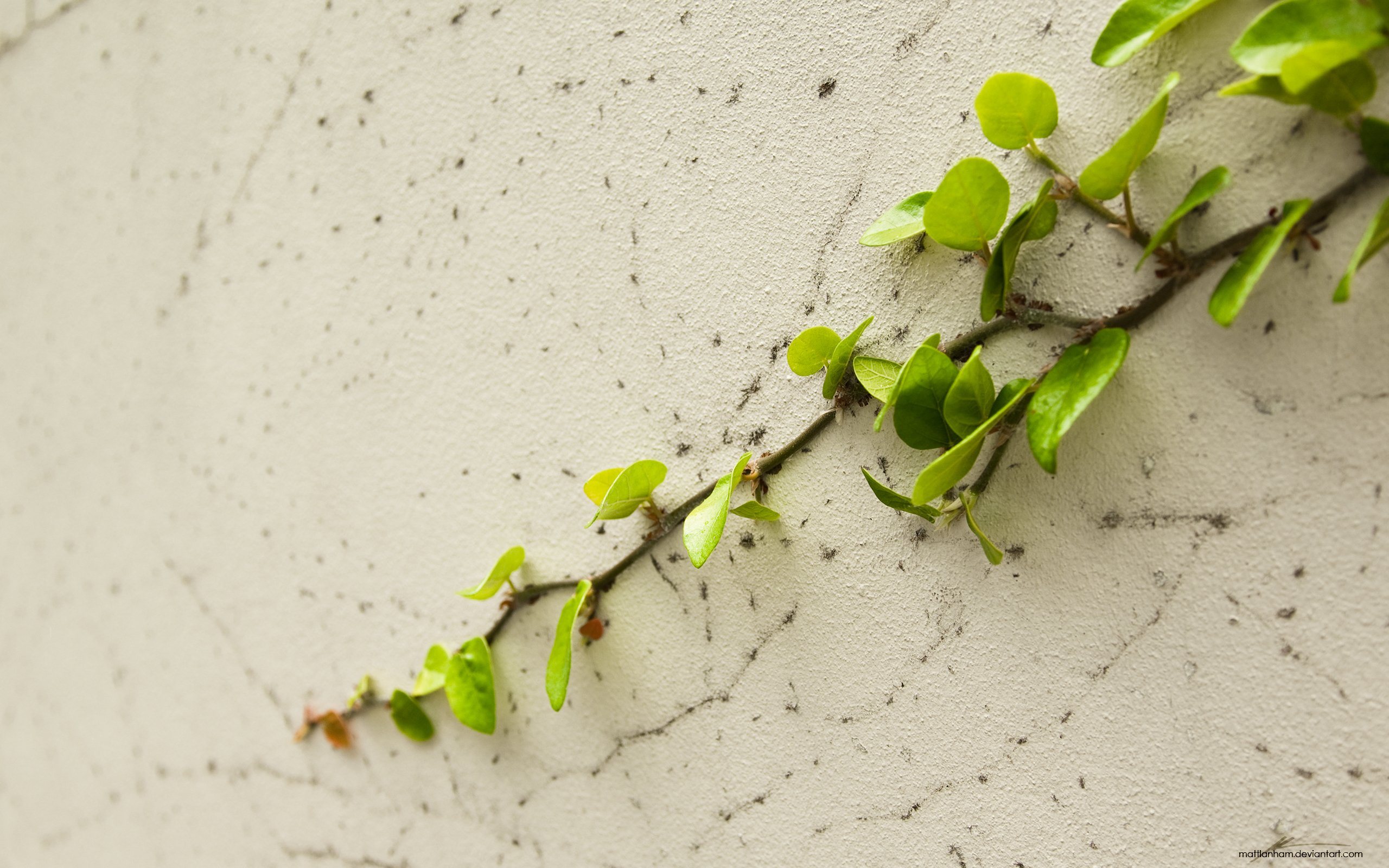 plant, On, Wall Wallpaper