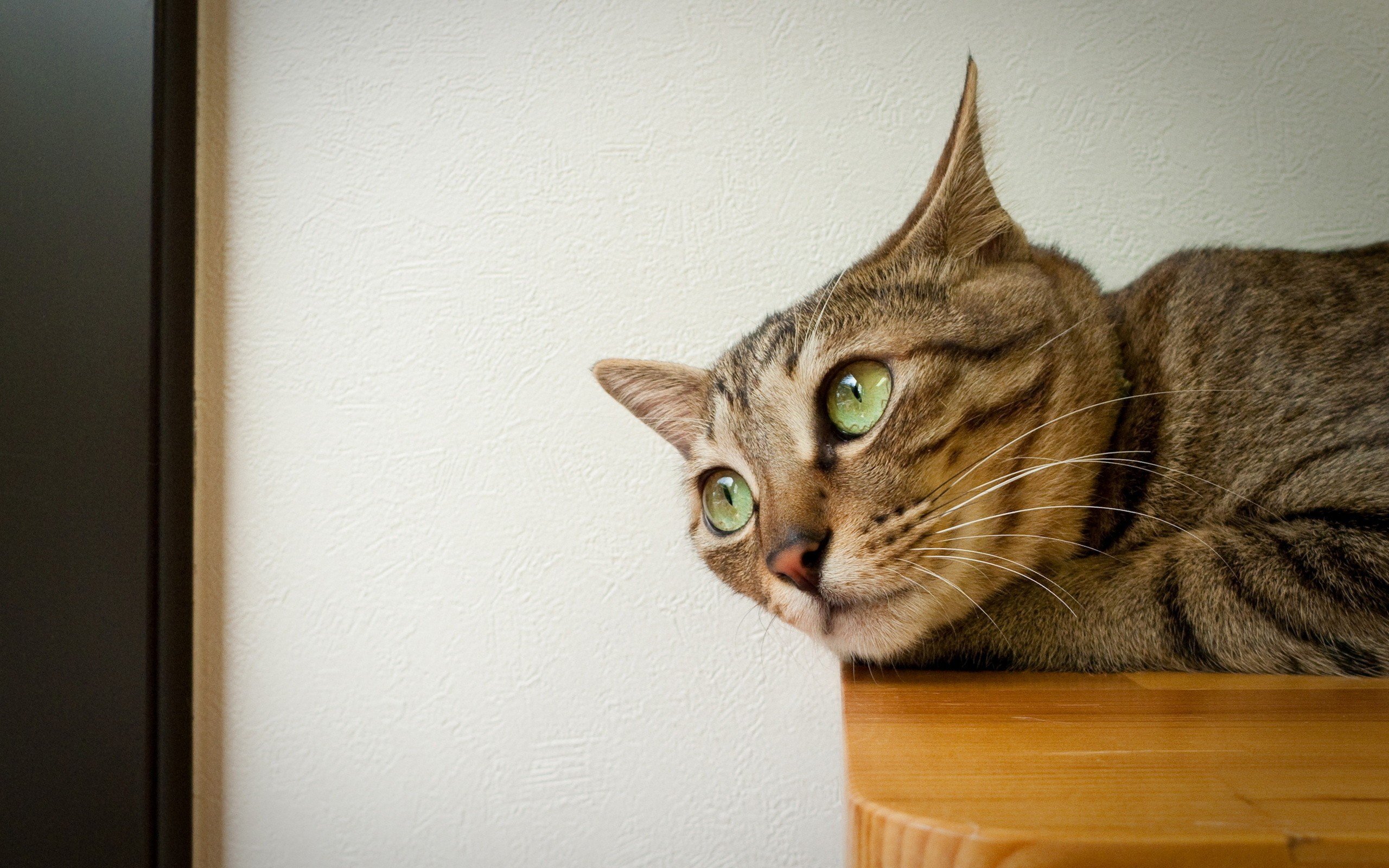 cat, On, Table Wallpaper