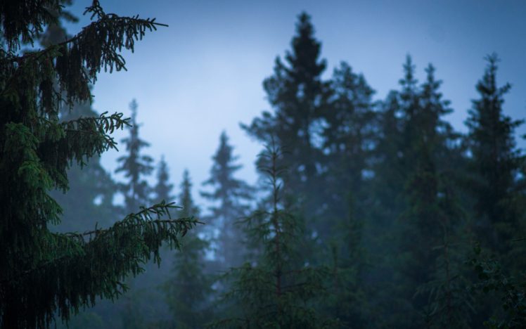 finland, Nature, Forest, After, Rain, Summer, Trees HD Wallpaper Desktop Background