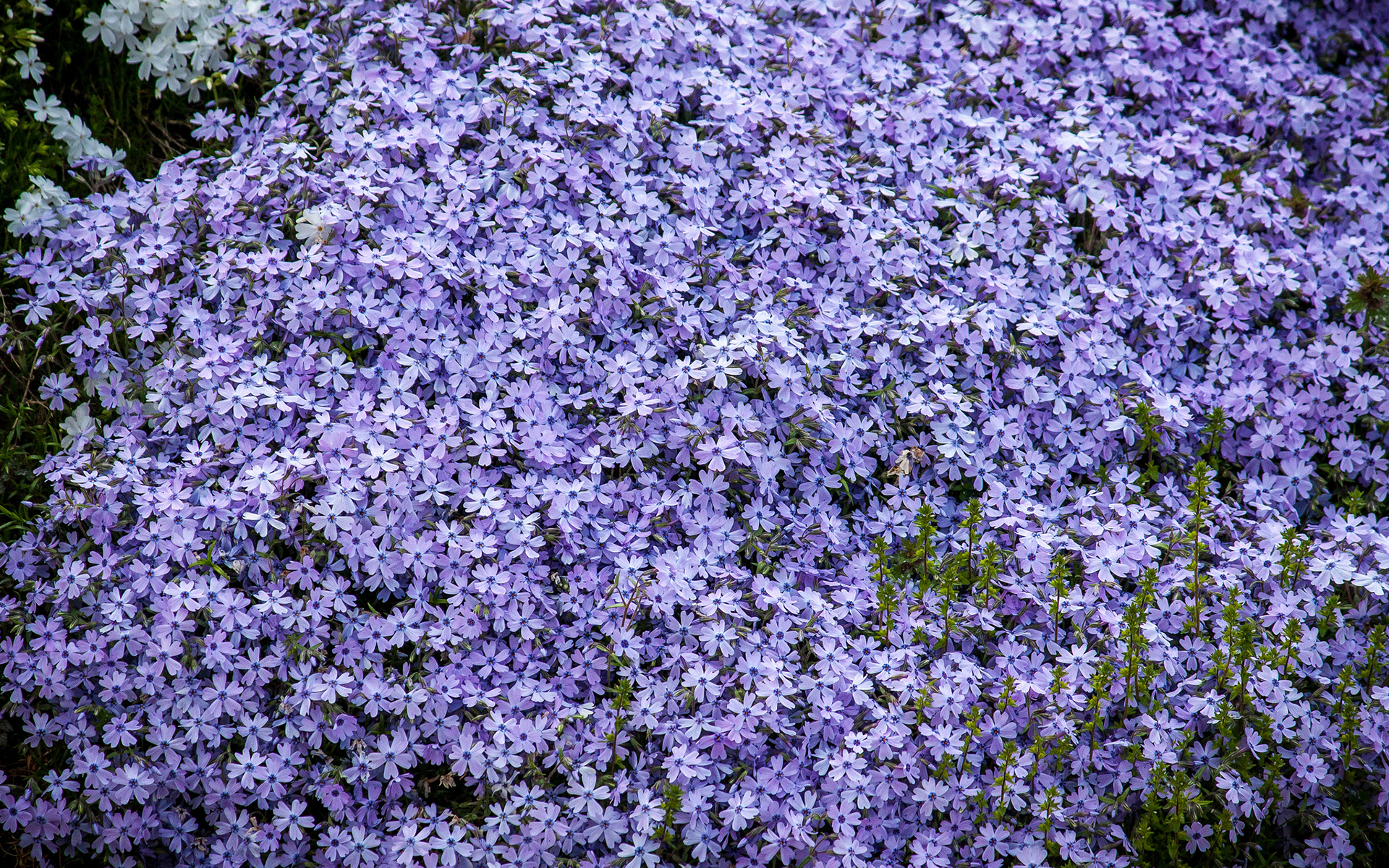 wallpaper purple flowers