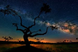 night, Sky, Tree