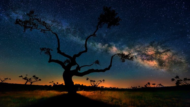 night, Sky, Tree HD Wallpaper Desktop Background