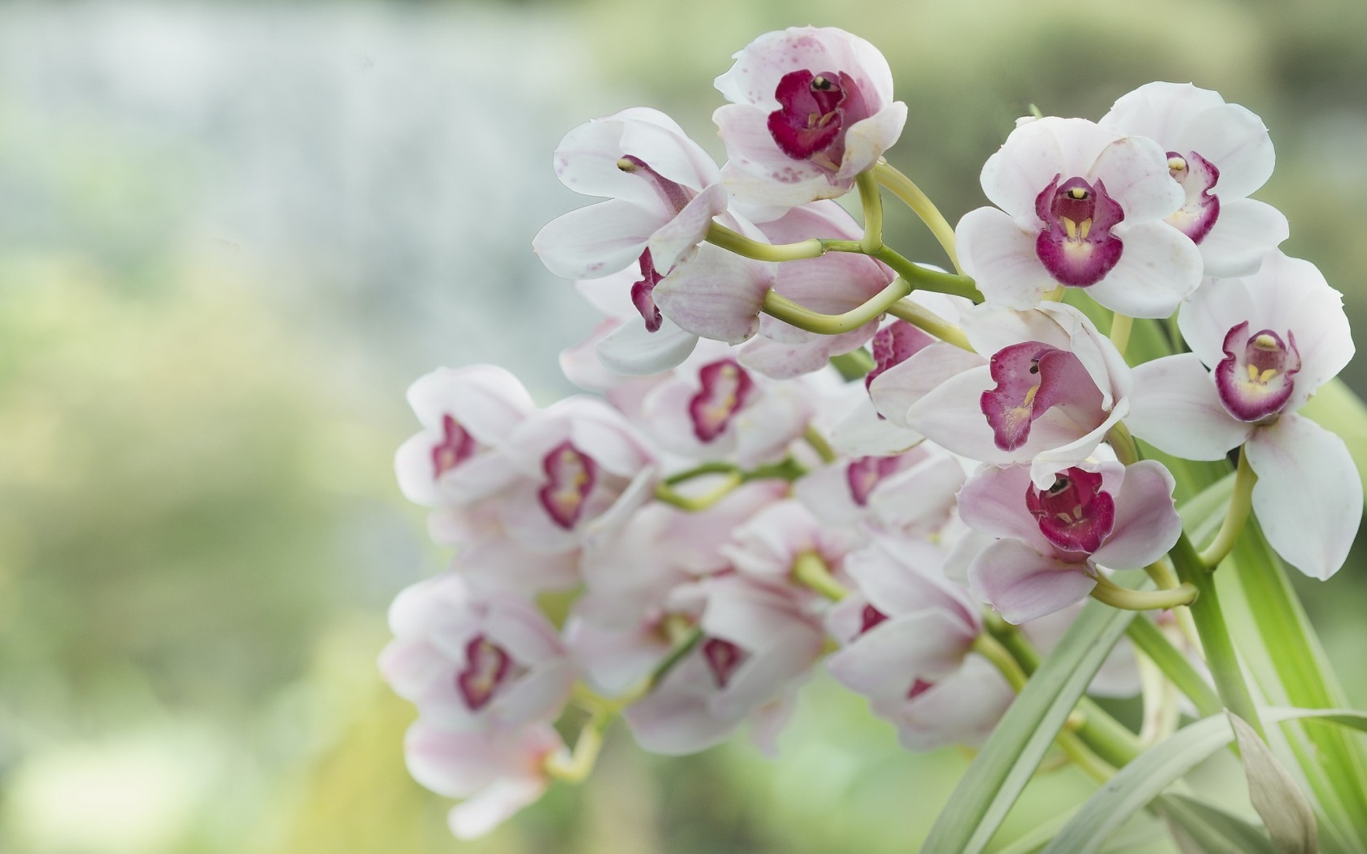 pink, Orchid, White Wallpaper