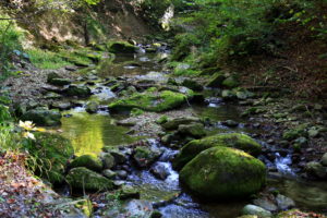 scenery, Stones, Moss, Stream, Nature, Rivers