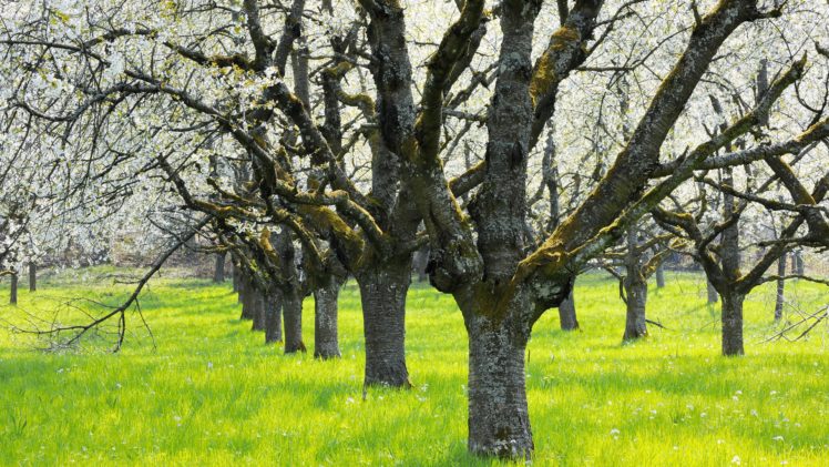 trees, Grass, Blossom, Orchard HD Wallpaper Desktop Background