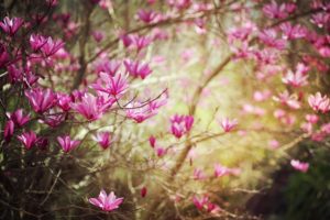 beauty, Landscape, Nature, Spring, Pink, Flowers