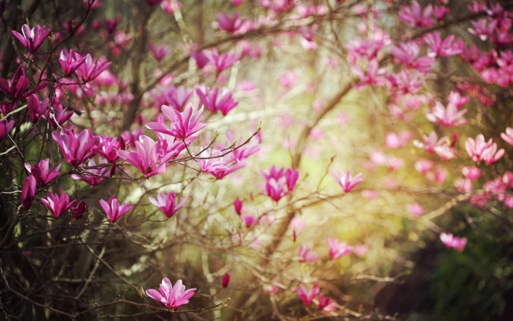 beauty, Landscape, Nature, Spring, Pink, Flowers HD Wallpaper Desktop Background