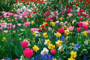 beauty, Flower, Nature, Spring, Flowers, Field