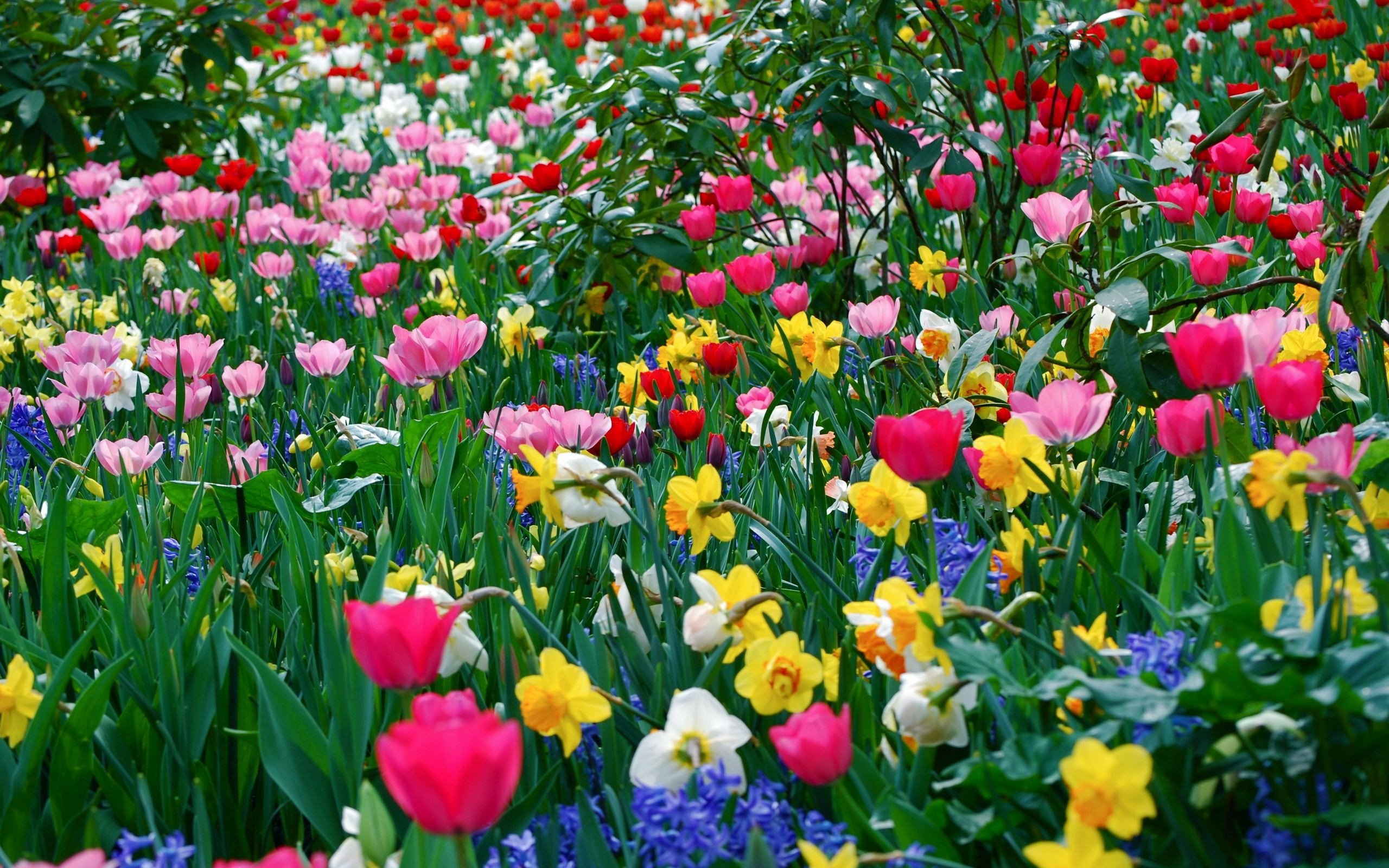 beauty, Flower, Nature, Spring, Flowers, Field Wallpaper