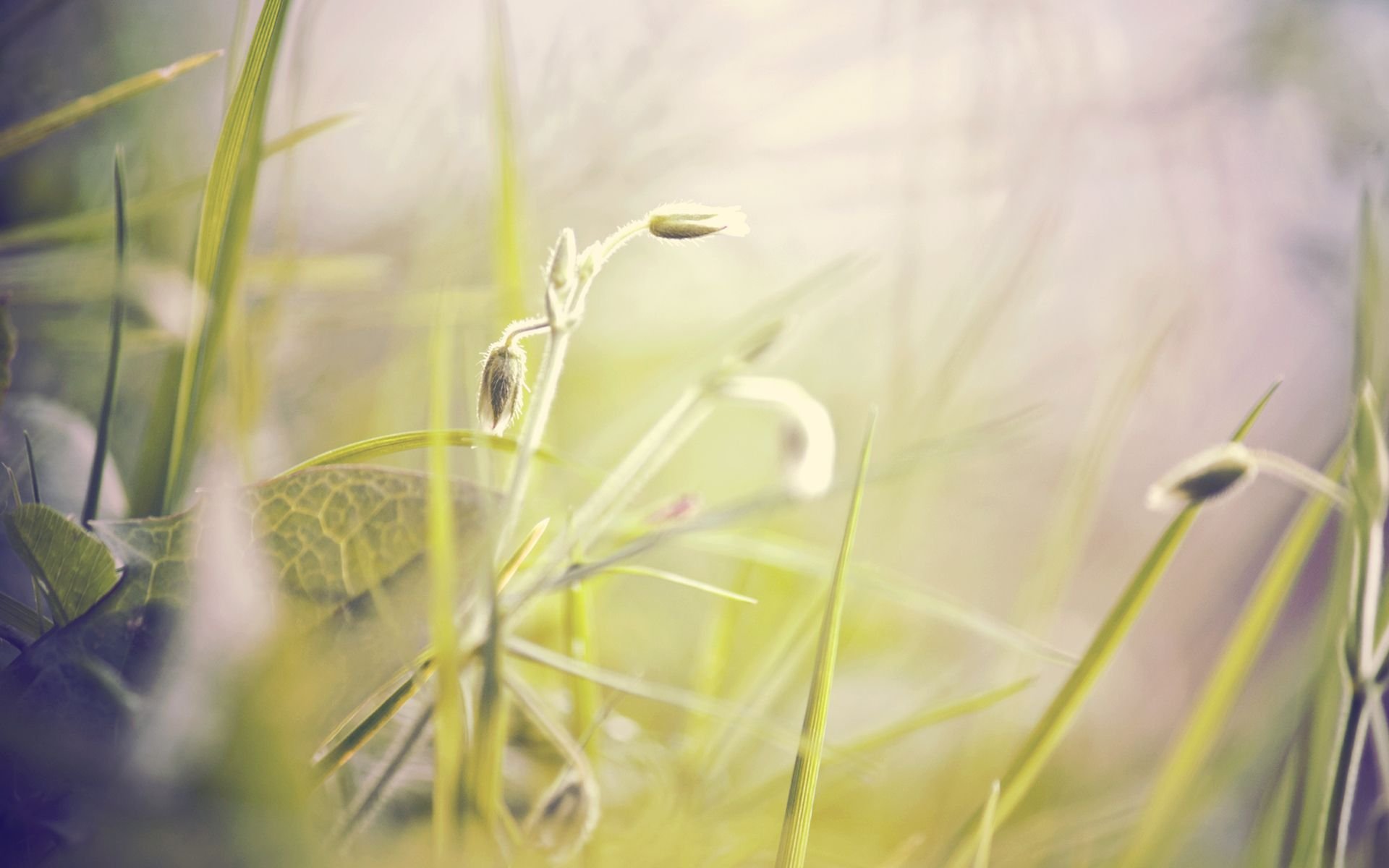 landscape Wallpaper