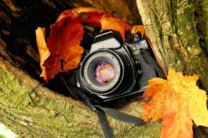zenit, Camera, Tree, Leaf