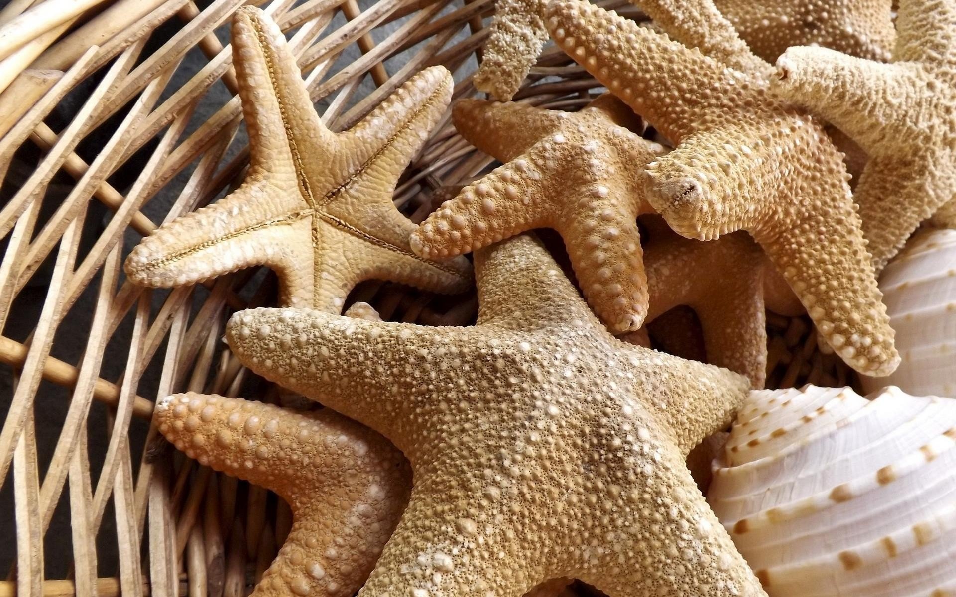 sea, Stars, Basket Wallpaper