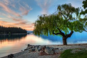 tree, At, The, Serene, Lake,  , New, Zealand
