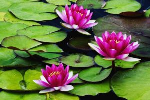 fragrant, Water, Lilies