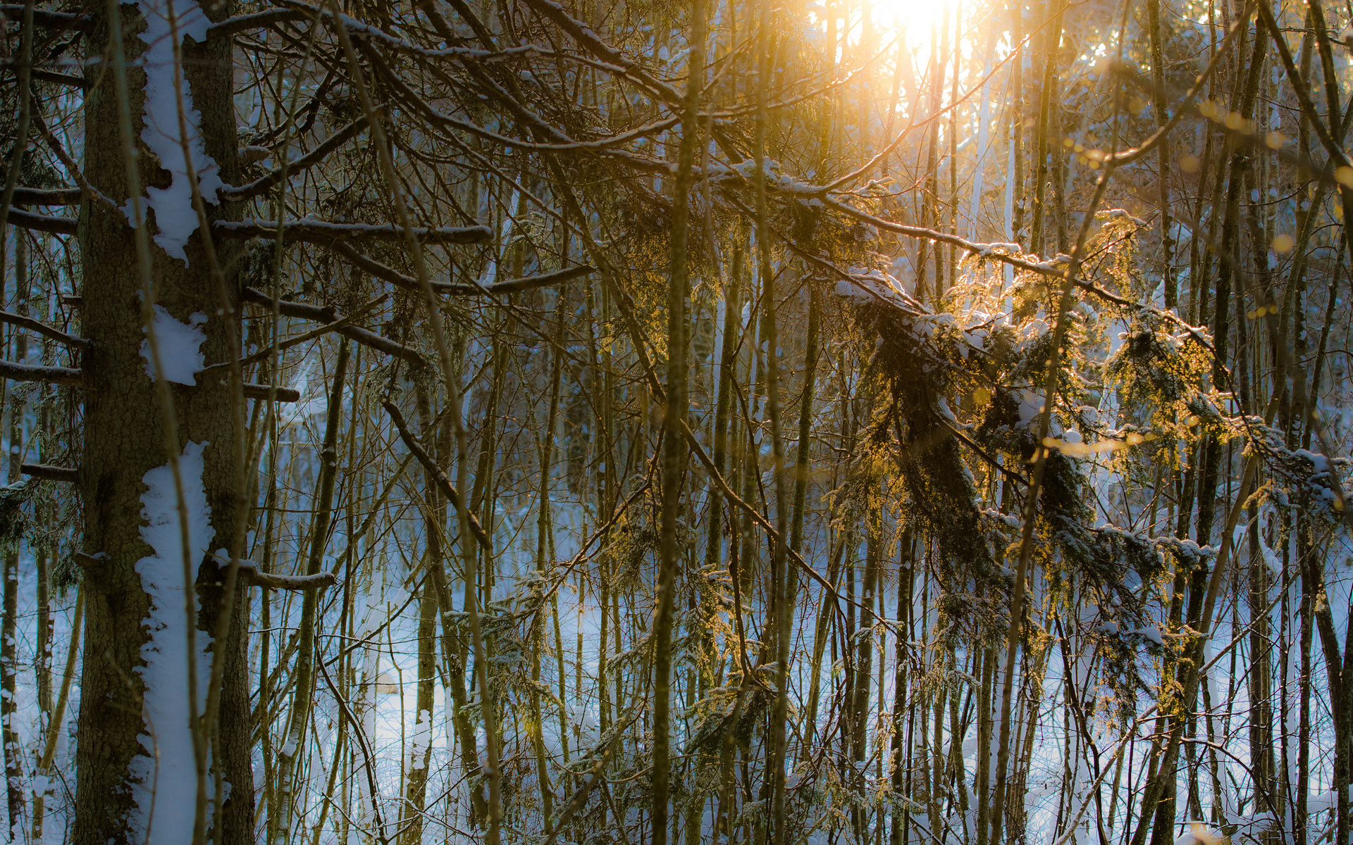 forest, Winter, Branches, Snow, Sun Wallpaper