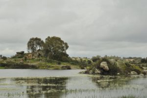 lake, Obloka, Trees, Horizon, Nature