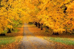 trees, Park, Autumn, Leaves, Yellow, Track