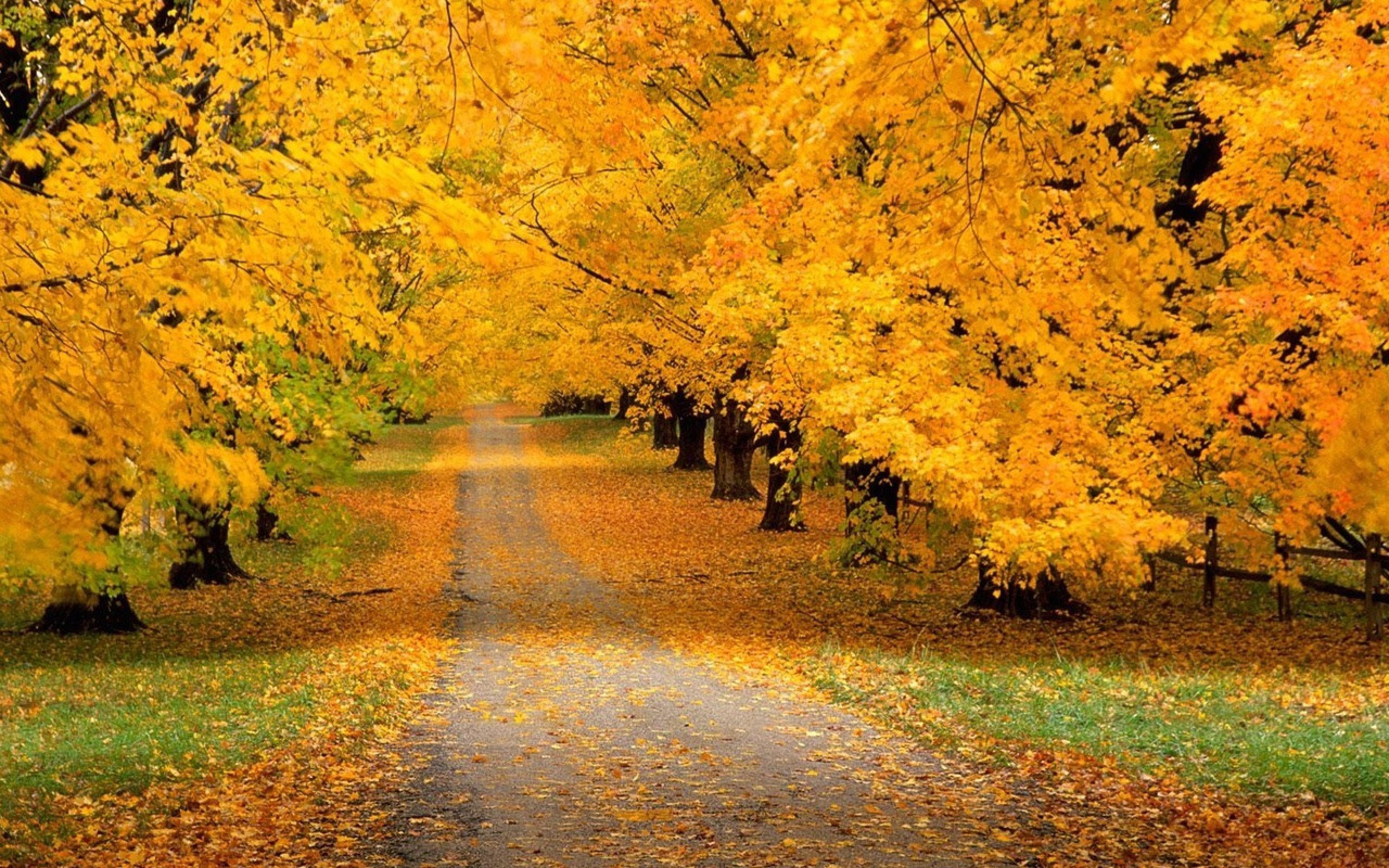trees, Park, Autumn, Leaves, Yellow, Track Wallpaper