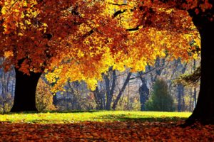 autumn, Trees, Leaves, Park, Yellow, Shadow