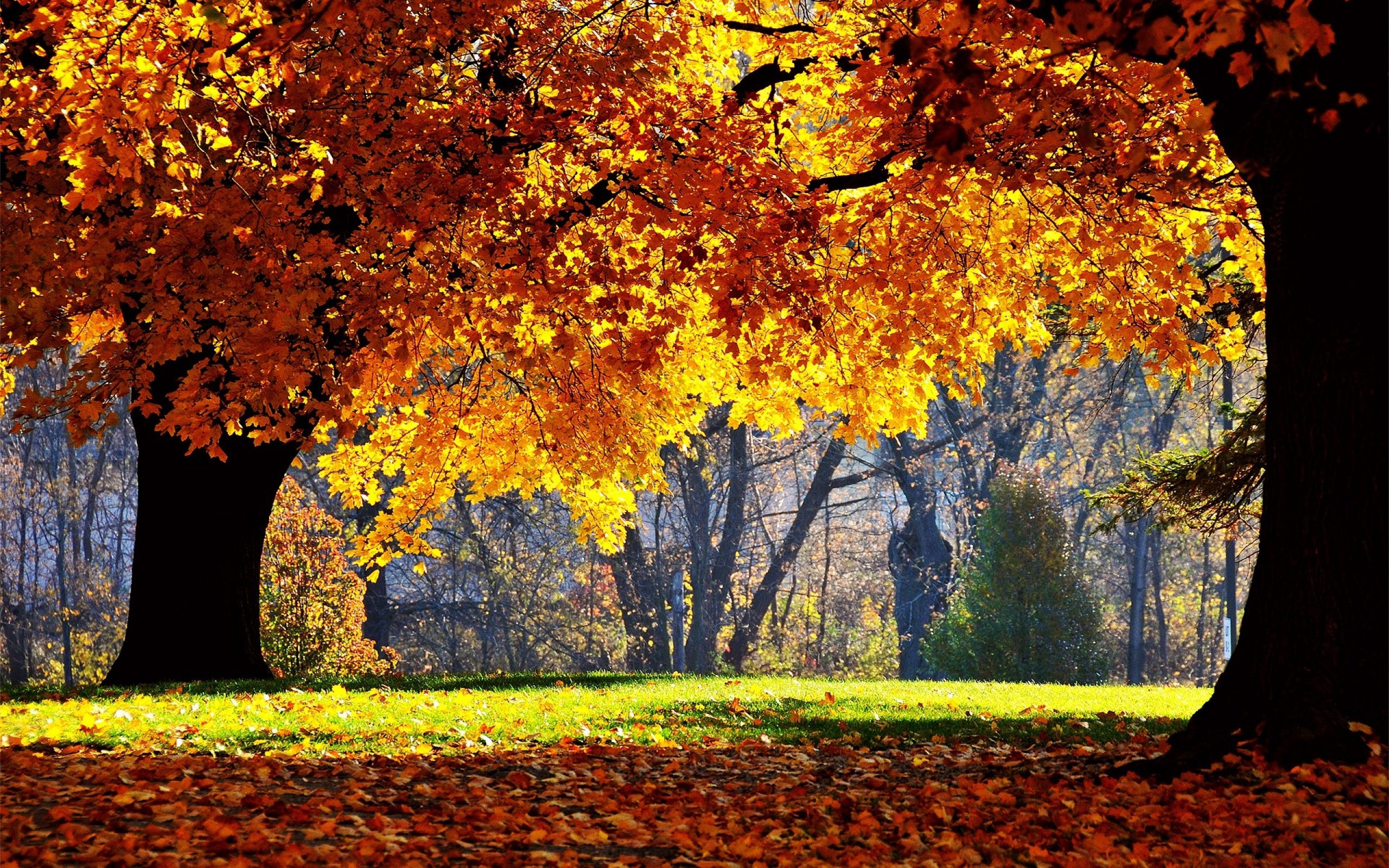 autumn, Trees, Leaves, Park, Yellow, Shadow Wallpaper