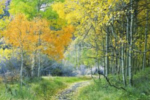 track, Trees, Wood, Autumn, Turn, Leaves