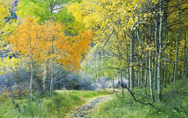 track, Trees, Wood, Autumn, Turn, Leaves HD Wallpaper Desktop Background
