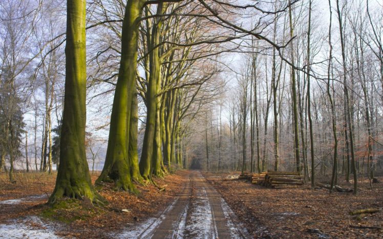 wood, Trees, Earth, Grass, Fog, Freshness, Morning, Logs, Road HD Wallpaper Desktop Background