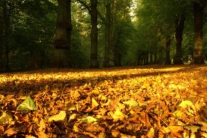 leaves, Yellow, Dry, Wood, Trees, Earth, Autumn