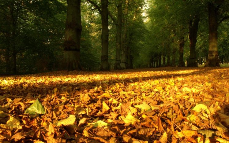 leaves, Yellow, Dry, Wood, Trees, Earth, Autumn HD Wallpaper Desktop Background