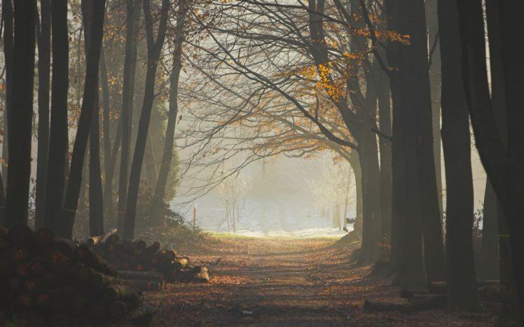 wood, Trees, Earth, Grass, Sun, Rays, Freshness, Morning, Logs ...