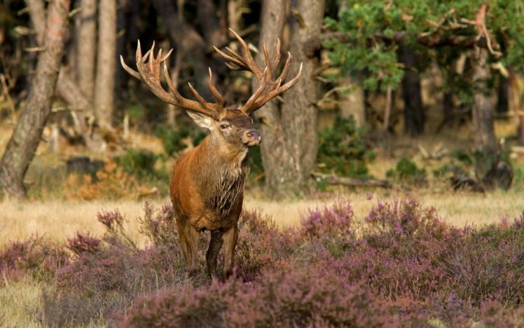 deer, Grass, Flowers, Forest, Walk HD Wallpaper Desktop Background