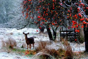 deer, Winter, Snow, Walk, Forest, Trees