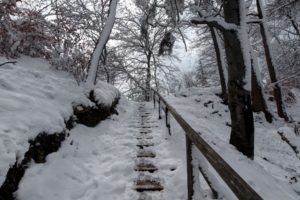 winter, Forest, Steps, With, Railings, Trees, Landscape
