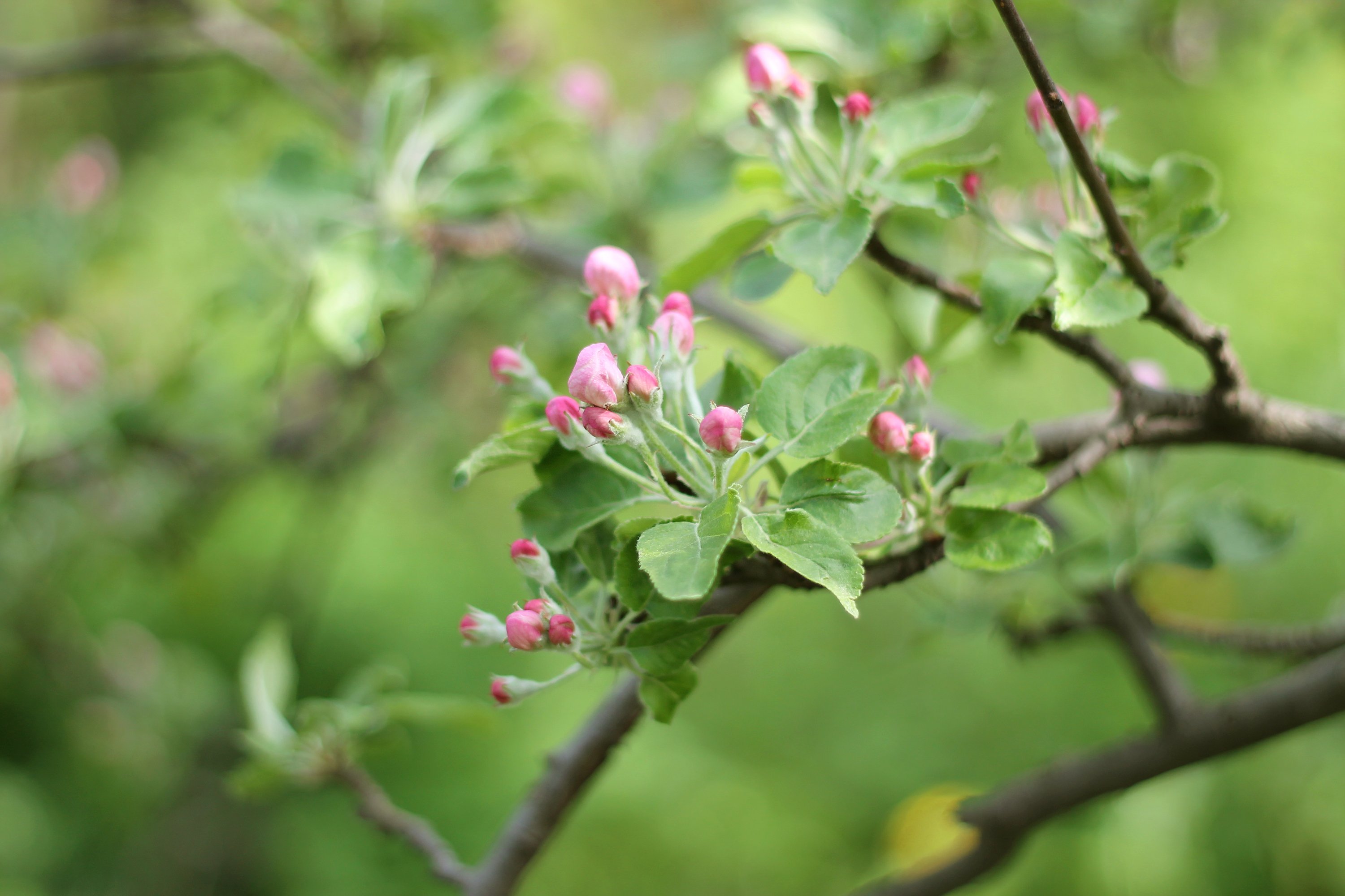 apple, Buds, Tree, Garden, Leaves, Spring, Flowering, Blossom Wallpaper