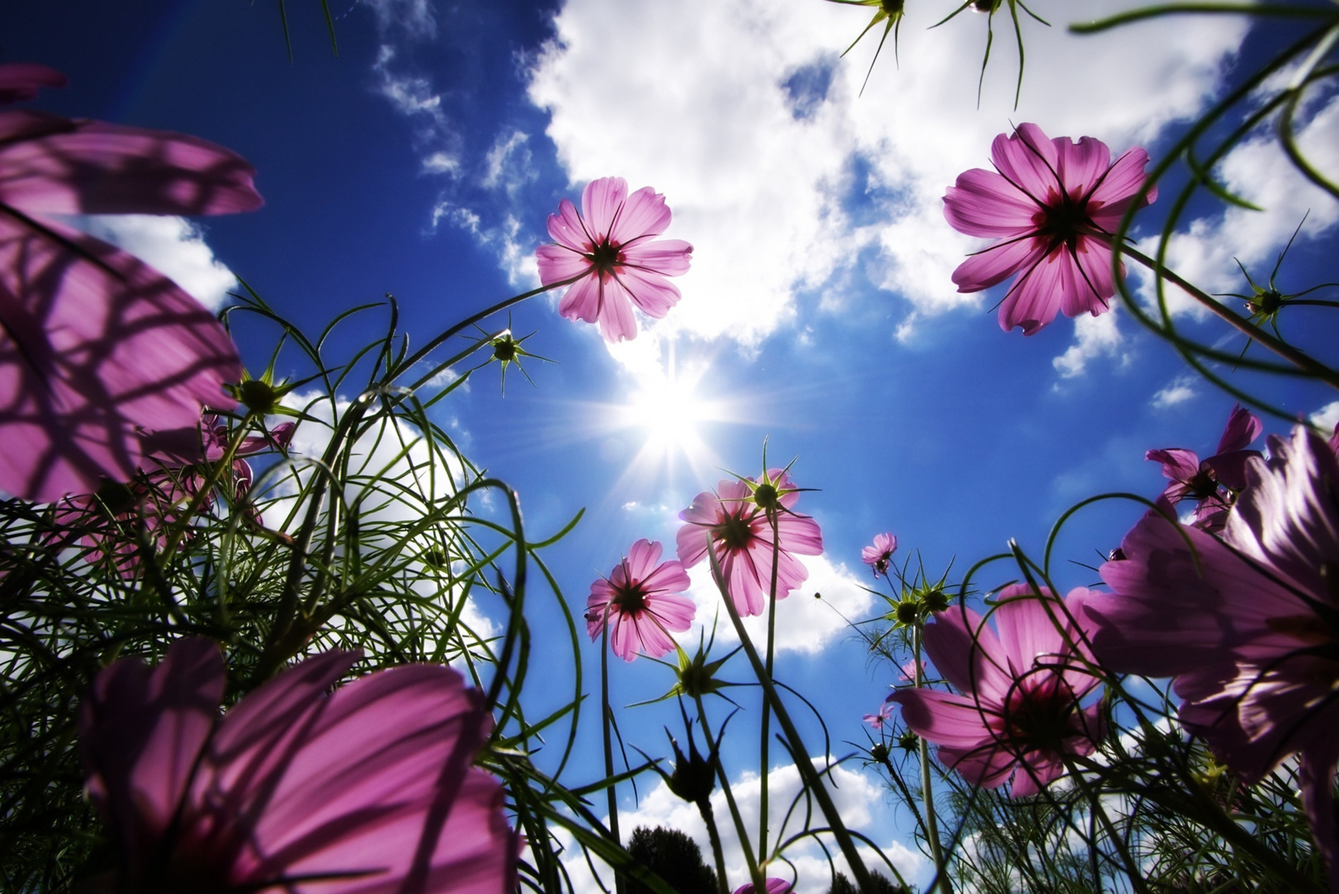 Красивые картинки без регистрации. Цветы и небо. Лето цветы. Лето солнце цветы. Солнце небо цветы.