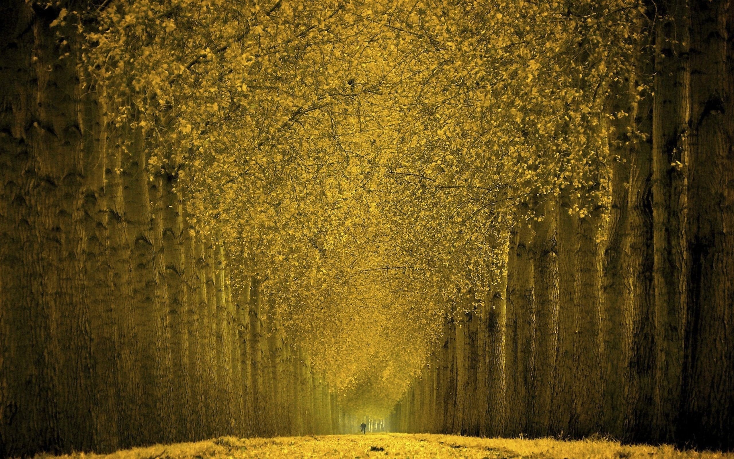 trees, Footpath, Park, Autumn, Leaves Wallpaper