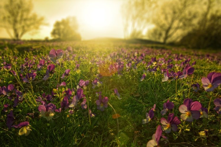 flowers, Meadow, Lilac, Sun, Beams, Morning HD Wallpaper Desktop Background