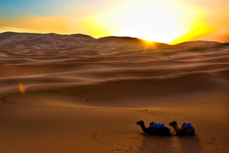 camels, Sun, Desert, Sand, Decline, Evening, Traces HD Wallpaper Desktop Background