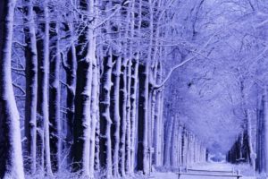 winter, Park, Shop, Trees, Snow, Hoarfrost