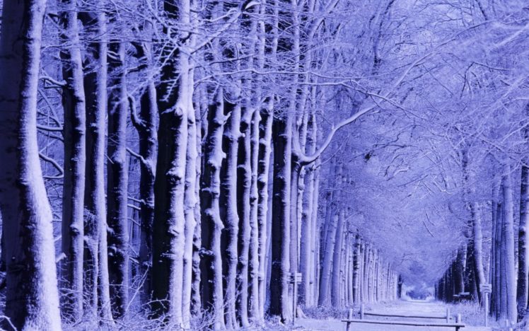 winter, Park, Shop, Trees, Snow, Hoarfrost HD Wallpaper Desktop Background