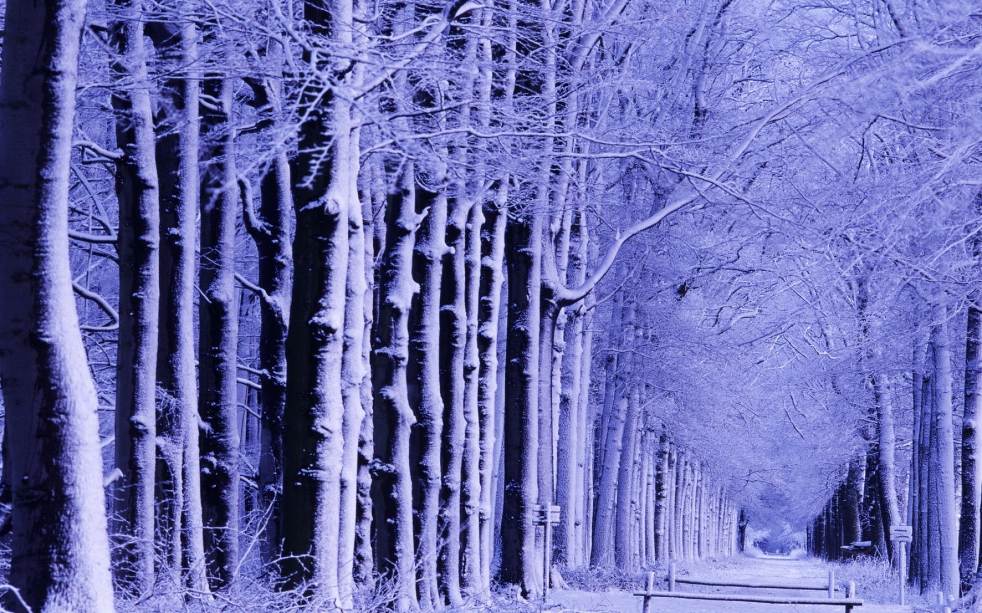 winter, Park, Shop, Trees, Snow, Hoarfrost Wallpaper