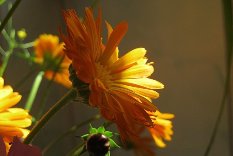 flowers, Stem, Bud, Beams, Sun HD Wallpaper Desktop Background
