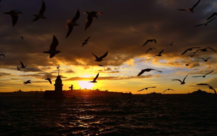 birds, Sea, Flying, Night, Turkey HD Wallpaper Desktop Background