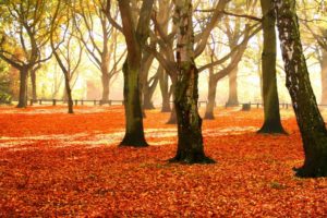 trees, Park, Autumn, Foliage